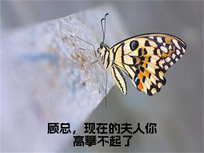 （顾妄琛楚绵）热门美文阅读_热门小说顾总，现在的夫人你高攀不起了主人公是（顾妄琛楚绵）最新章节限时观看_笔趣阁