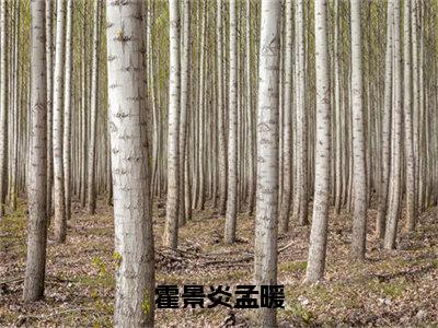 孟暖霍景炎霍景炎孟暖完整全文在线阅读孟暖霍景炎全文大结局阅读无弹窗